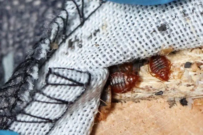 Câteva insecte mici, maronii, sunt poziționate pe o suprafață de lemn lângă o margine de material textil alb cu cusături negre.