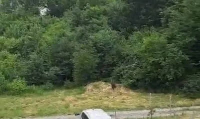 O zonă cu vegetație densă de copaci și arbuști verzi se află în spatele unui câmp de iarbă uscată și a unui drum asfaltat.