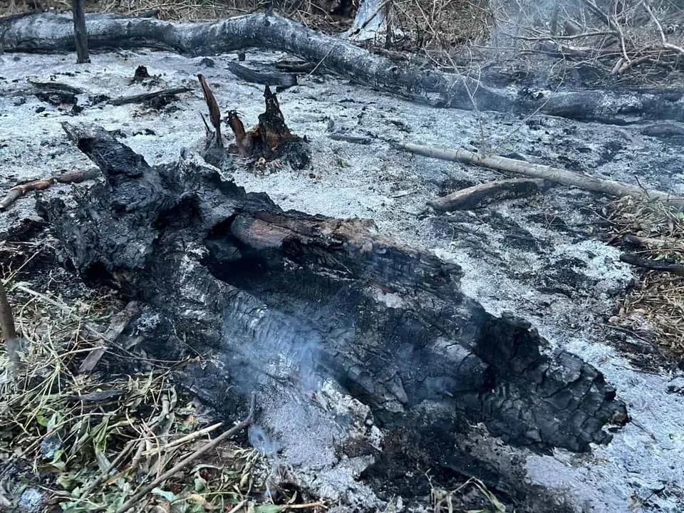 Un trunchi de copac ars și carbonizat zace pe un sol acoperit de cenușă și resturi vegetale într-o zonă cu fum discret.